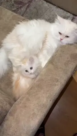 #foryou #trending #viral #kitten #foryoupage 