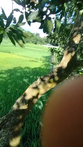 🫠❤️‍🩹     try korlam 🙃💔 @saif.chowdhury... 🌸❤️ @_𝐒𝐚𝐣𝐣𝐚𝐝_😎 @★**Safsyet  Nur Fahim**★ @ຣẳꭵ𝔣.✓✨  @MR.BEST #tiktok #foryoupage #fypppppppppppppp #ARIF 🔥 