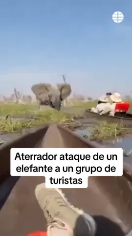 El aterrado momento de un ataque de un elefante a unos turistas Las imágenes muestran un peligroso encuentro cercano entre un grupo de turistas y un elefante en el delta del río Okavango, en Botsuana. El elefante literalmente embistió y volcó las canoas que transportaban a los turistas, que acabaron en el agua. Los guías intentaron ahuyentar al animal, pero no lo lograron. #botsuana #turistas #noticias