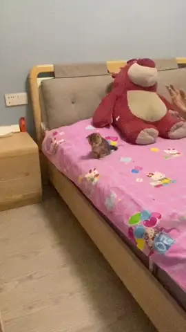 cute 🥰 #cats #cat #cute #fyp 
