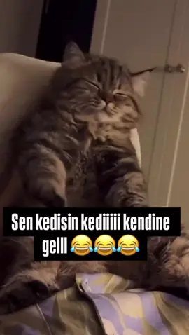 Sen kesisin kendine gel #tiktoklive #keşfet #cat #kedi 