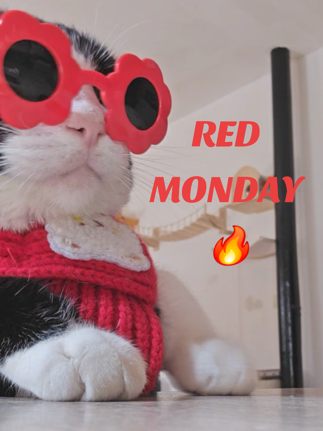 To those who believe that 🔴 is an existing color 🎸🤔 it's true ?😹 . #cat #fyp #fy #catdance #viralcat 