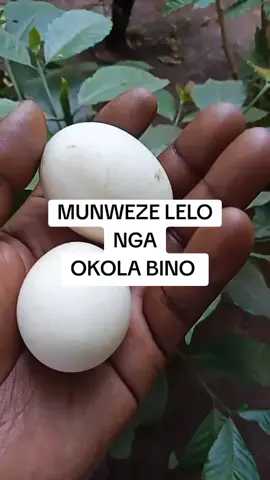 #viralvideos #ugandatiktokers #trendingvideo #fyppppppppppppppppppppppp  #fryyyyyyyyyyyyyyyyyyyyyyy 