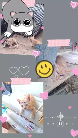 รักเทอจัง#CapCut #รักตั้งแต่แรก #แมวดื้อของฉัน🥰 
