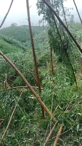 với mọi người đây ko là gì hết. nhưng với GD em đây là cả tài sản lớn. nhà cửa chưa có. nợ ngân hàng gần 500tr thì sao ko 😭😭😭được ah😭😭😭