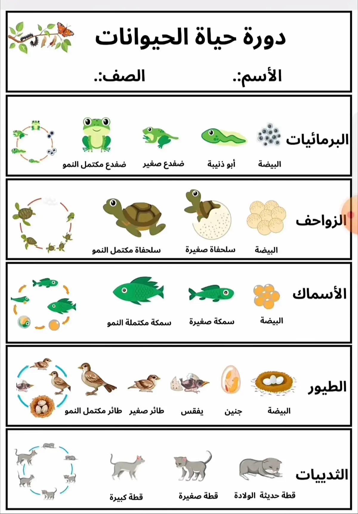 مطوية علوم صف ثالث  دورة  حياة الحيوانات  #مطويات_مدرسية  #مطويات_ابتدائي #مطويات_علوم #مطويات_ثالث_ابتدائي 