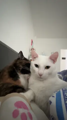 Быстрее #кот #котики #котэ #коты #котейка 