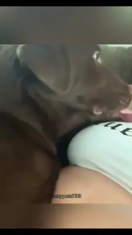 funny dogs yawning 🥱 😆 #funnydog #hundeliebe #doglife #yawning  #funnypets 