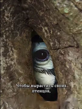 #moviescene #movietok #animals #foryou 