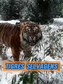 Você pode dizer se é um tigre selvagem pelos seus olhos!#animais 