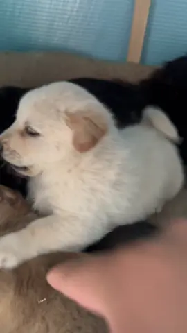 #cutedogvideo #foryoupage❤️❤️ #dogloversfeed #viralvideos #doggo