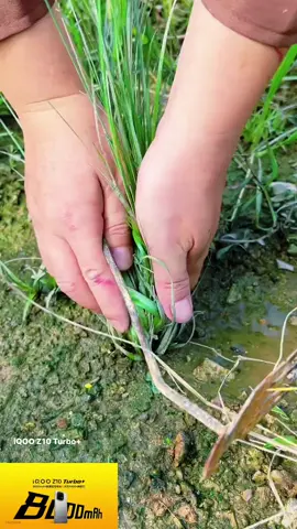 #NatureLovers #farmlands #follower #viralvideotiktok #greenpool #foryouu