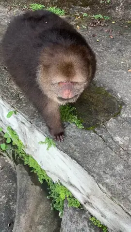 #xingxing #monkey #animals #cute #lovely 