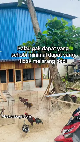 Bukan bergitu om” ku#fyyypppppppppppppp #forgoupage #lewatberandafypシ #ayamimportthailand🇹🇭 #pecintaayamindonesia 