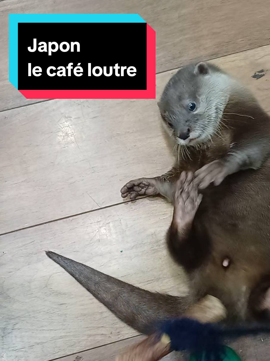 Hier à Harajuku on a fait un café loutre. Mais nous étions partagé, étant sensibles au bien être animal. Vous êtes plutot pour ou contre? Et pourquoi? #adayinmylife #voyage #japon #loutre #harajuku 