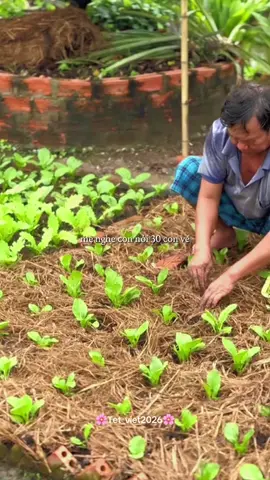 140 ngày nữa thôi🌸🌸🌸🌸🌸🌸#nhachaymoingay #tet #tet2026 #tetnguyendan2026 #xuhuong #xuhuongtiktok #nhacnaychillphet #thanhthoiluottet 