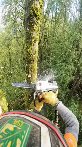 #Treecuting #treeservice #treework #unitedstates #Foryou 