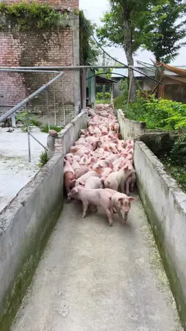 Khách Đặt 150 cứ đòi bắt 200 thì lấy đâu ra lợn bán cho Bây giờ 😂. Chúc A chủ Nuôi Các e lớn nhanh như thổi nhé ! 