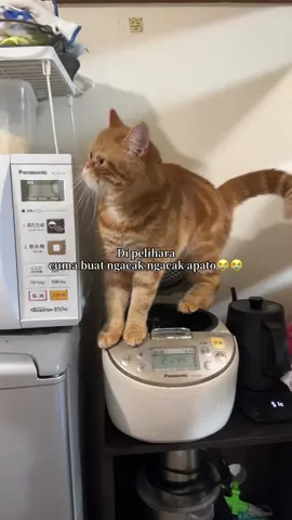 Umur segini lagi seneng senengnya ngacak ngacak apato😩 #kucing #jepang #catlover 