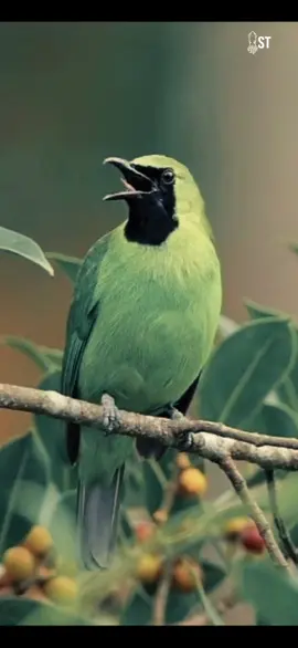 Rahasia Burung Cucak Ijo: Si Hijau yang Jadi Ikon Malang #cucakijo #faktamenarik #kicaumania #hewanindonesia #burung 