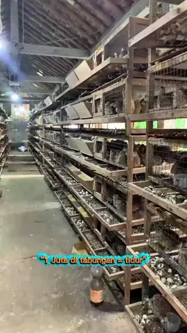 🐣 Selamat Datang di Titip Farm Puyuh! Cara cerdas berinvestasi di peternakan, tanpa perlu repot. 🥚 Titip Ternak – Kami kelola puyuh Anda, panen rutin tiap minggu. 📊 Transparansi – Laporan lengkap & rutin setiap Minggu. 💵 Keuntungan Nyata – Modal mulai 1 juta, profit bisa jutaan per minggu. #fyp#telurpuyuh #peternakan #agribisnis #ternakpuyuh #bisnisonline #investasipeternakan #usahapeternakan #foryoupage #titipfarm #titipfarmtelurpuyuh #usahamudah #cuanharian #passiveincome #foryou #masukberanda