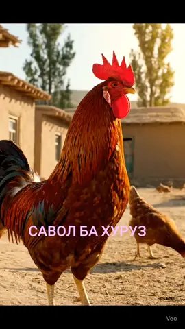 БО КИ ДА ОВОЗИ ХУРУЗ БЕДОР МЕШАВАД ?