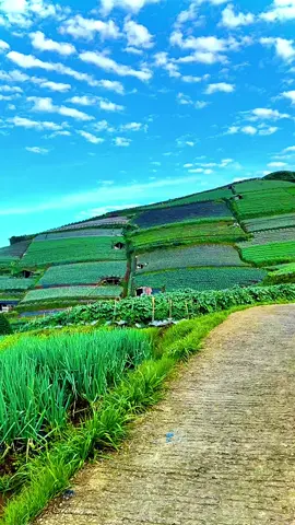 Lihat kebunku penuh dengan lukisan indah 😍😍😎 #fypage #xybca #kebunsayur #sukomakmur #dolanfunjava  @Kang Dolan 