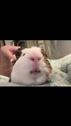 #guineapigs #fyp 