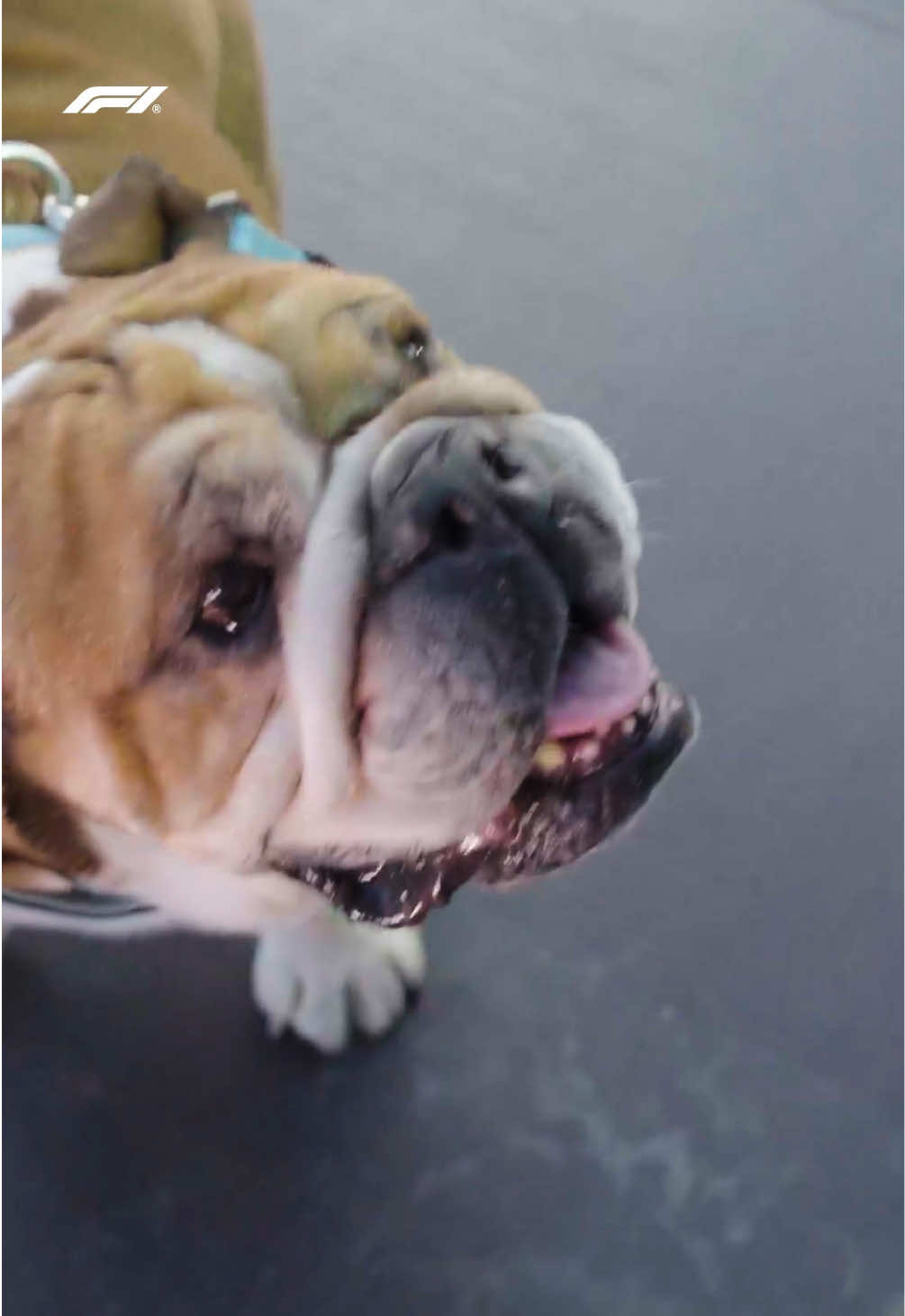 a beautiful boy, who lived the most incredible life with his dad, lewis hamilton ❤️ we will miss you so much, Roscoe 🥺 #roscoehamilton 