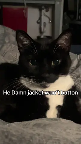 #tuxedocat #tuxedocatsoftiktok 