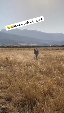 #🤣😂🤣😂 