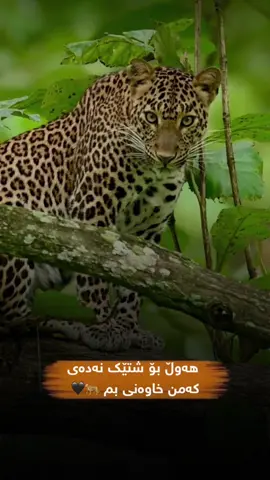 هەوڵ بۆ شتێک نەدەی کەمن خاوەنی بم 🐆🖤