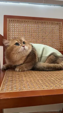 你應該習慣我的撫摸🤣#熱門 #猫 #寵物 