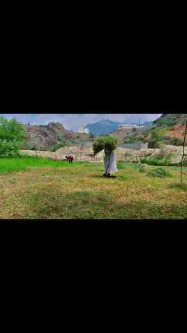 #🌾🌾🐑