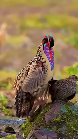 birds meeting#foryou #animalworld55 #wildanimalsoftiktok #foryou #foryou 