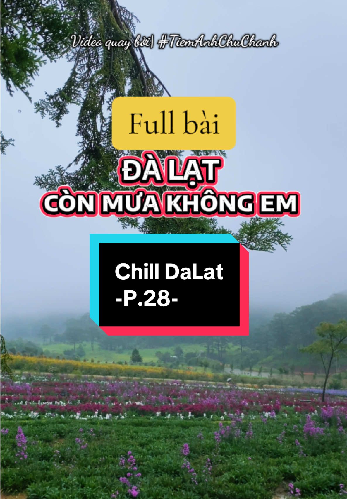 Full bài ĐÀ LẠT CÒN MƯA KHÔNG EM. Mời anh chị cô chú thưởng thức hết bài hát cùng #tiemanhchuchanh ạ #chilldalat #dalat #chill #viral  