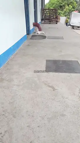 Ito yung pusa na alaga ng lahat ng empleyado kung saan ako nag wowork. Sa totoo lang, gusto ko siyang ampunin but, hindi na din kaya ng bulsa ko na mag-dagdag pa kame. Mas kawawa siya kapag i-ampon ko pa siya. At saka hindi siya binabayaan ng mga kasamahan ko kasi pinapakain naman siya kahit kaunti lang. Kapag sobra binibigyan siya. 😓 Don't judge me dahil dito. May priority lang talaga tayo kaya nasabi natin na di kaya. Iniisip natin ang gastos kung mag dagdag pa. sana gets nyo point ko. Kung kaya ko lang, why not. Hindi tayo super hero. Ang kakayanan ko lang kapag may sobra, bibigyan siya para sa ganun makalaman din yung sikmura nya. 🥰 #creatorsearchinsights #cute #catvideo #handsomecat 