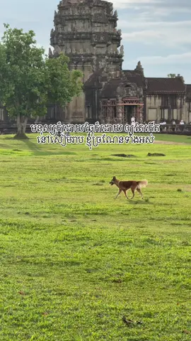 មានជំងឺចង់ទៅសៀមរាប 😭 #fyp #foryou #foryoupage #siemreap 