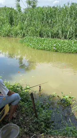 Bộ Môn Ma Giáo Mới #cauca #câucá #caucagiaitri #fishing #caudai 