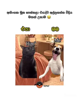 Mention |🥹 #comment #fyp #follow #viralvideo #LoLo_ලෝලෝ 