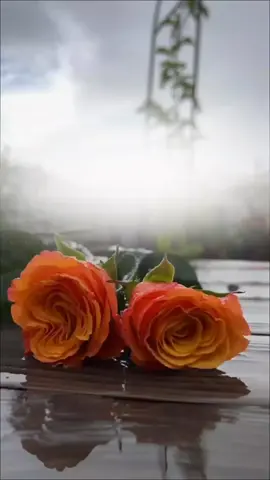 اللهم ياحافظ النعم احفظلي من تسعد روحي بهم 🤲🤍🤍#اللهم_استودعتك_نفسي_واهلي_وكل_من_احب #يارب #fup #foryoupage #تصاميم_ورد🌸 