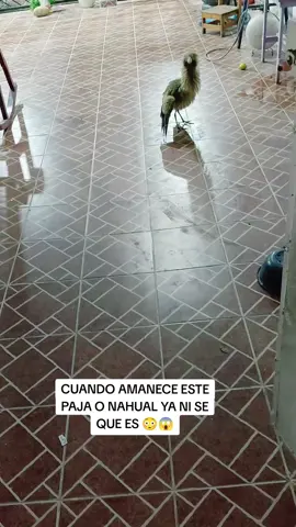 pero está muy feo y bufaba como de enojado...