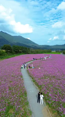 거창 가조온천꽃단지 가을을 담은 분홍코스모스 물결 🌸🌸🌸🌸🌸 📌 경남 거창군 가조면 석강리 1378-53 #거창 #풍경스타그램  #꽃축제  #코스모스  #가을여행 