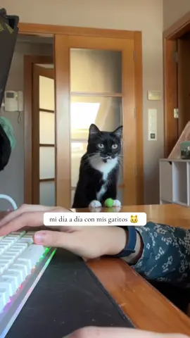 los amooo #kunfu #pandito #gatostiktok #gatosgraciosos #gatos 