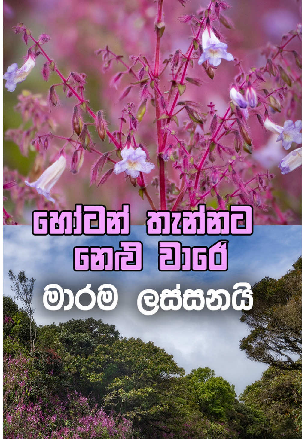 අවුරුදු 12කට සැරයක් හෝටන් තැන්නට වහින නෙළු වැස්ස 😍🥹📸#srilanka #photography #hortonplains #neluseason 