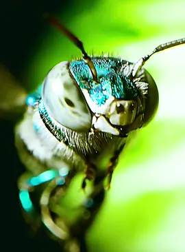 #fyp #wildlife #animalsworld #foryoupage 