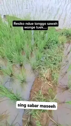 #tiktokfyp #tiktokviral #trendingtiktok #trending #semuaorang