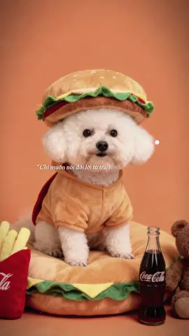 #CapCut #poodle #xingtu ngoan chinh iu của chị beee