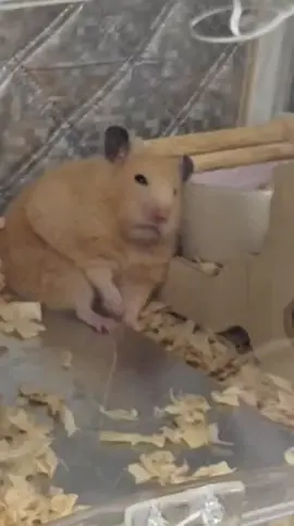 #hamster #hamsterhoinach #chuothoinach 