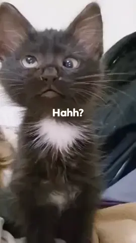 hahhhhh??? #meme #cat #xh #fyp #tiktok 